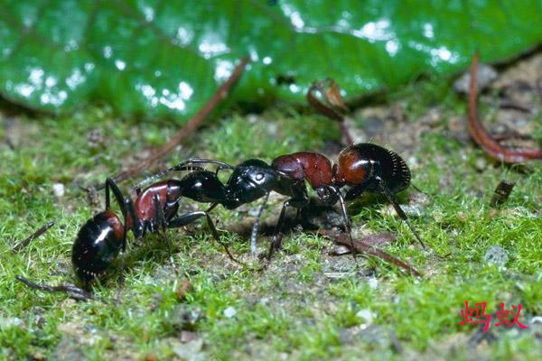 弓背蟻屬（Camponotus）