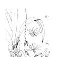 瘦房蘭 瘦房蘭