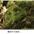 柳杉葉馬尾杉 柳杉葉馬尾杉