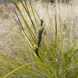 Lepidosperma carphoides