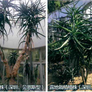 樹蘆薈
