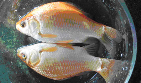江西新余發現的紅黃鯽魚