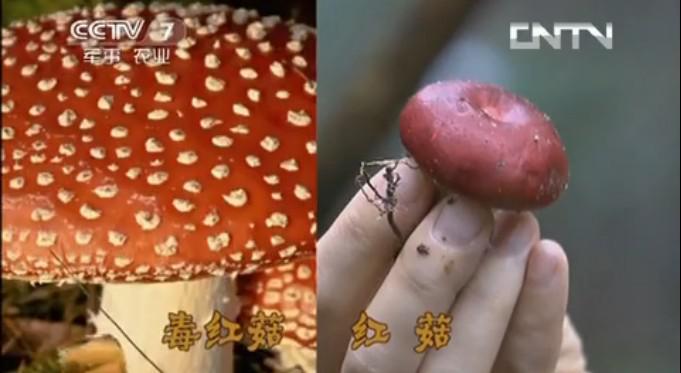 毒紅菇與真紅菇辨別3