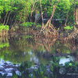 廣西山口紅樹林生態自然保護區
