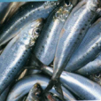 沙丁魚(鯡形目鯡科動物) 沙丁魚(鯡形目鯡科動物)