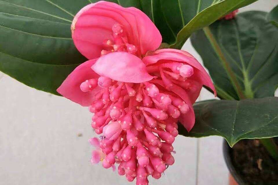 美丁花屬 美丁花屬