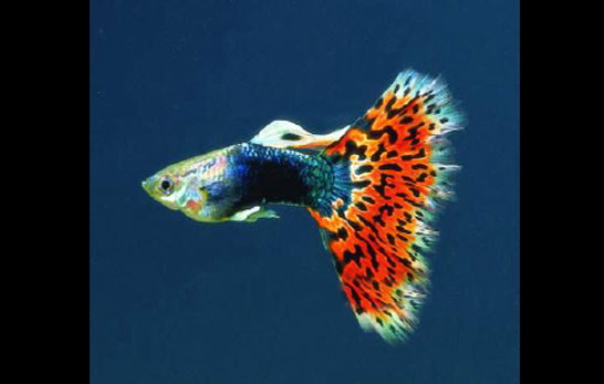馬賽克孔雀魚