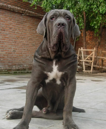 義大利紐波利頓犬