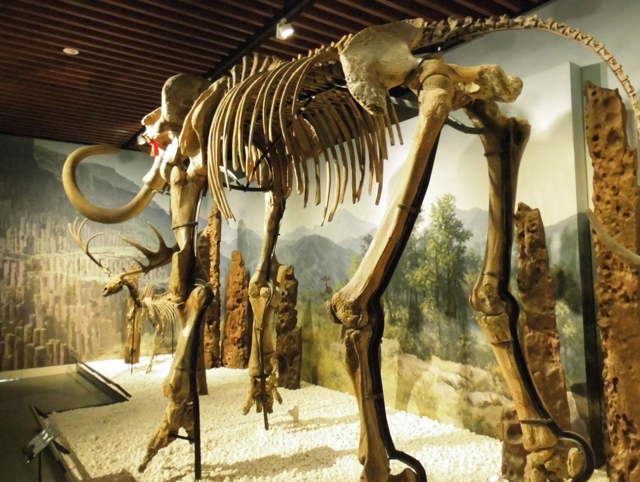 猛獁象骨骸化石
