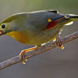 相思鳥屬 相思鳥屬