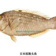 日本擬隆頭魚