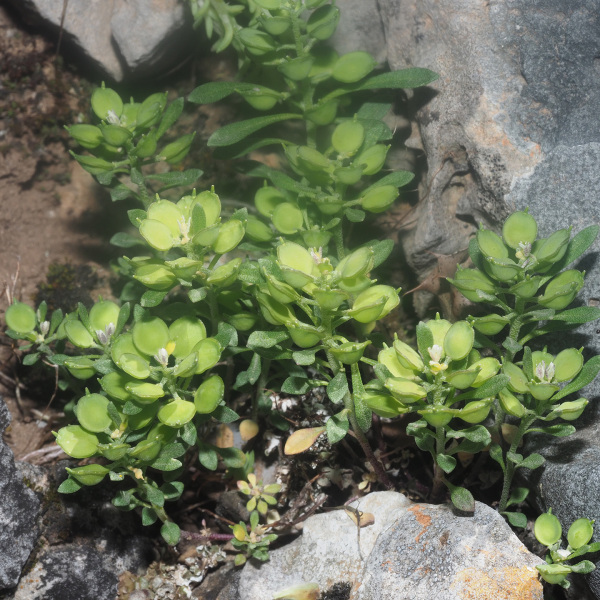 Alyssum foliosum