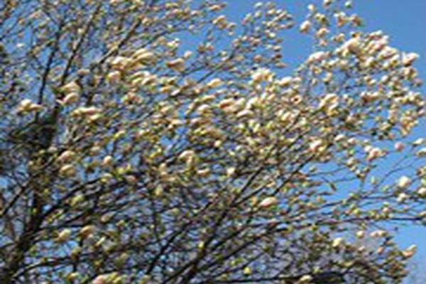 Magnolia \x27Yellow Lantern\x27