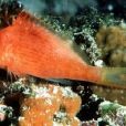 紅燕子魚 紅燕子魚