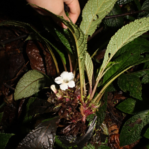 Nautilocalyx biserrulatus