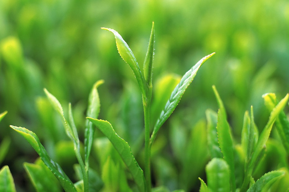 鹿鳴貢茶 鹿鳴貢茶
