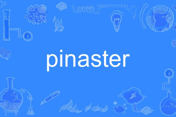 pinaster pinaster
