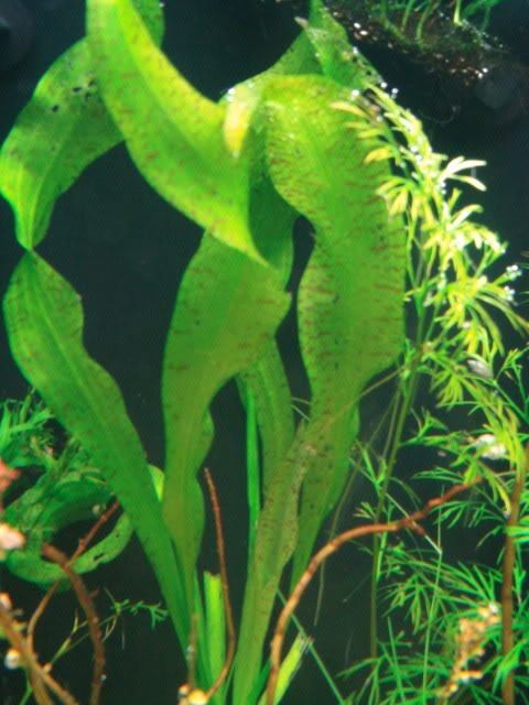 趨氧性 趨氧性
