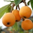 麻栗坡枇杷 麻栗坡枇杷