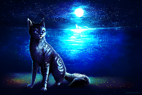 月光下的銀毛貓——羽尾