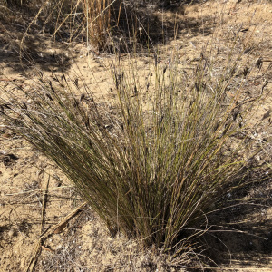Lepidosperma carphoides