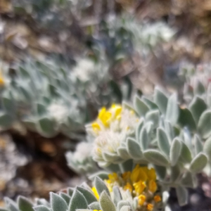 Acmispon argophyllus