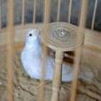 白靈鳥 白靈鳥