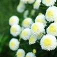 杭菊花 杭菊花