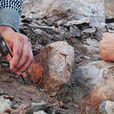 萊陽金崗口恐龍化石