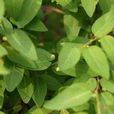 薄葉雀舌木 薄葉雀舌木