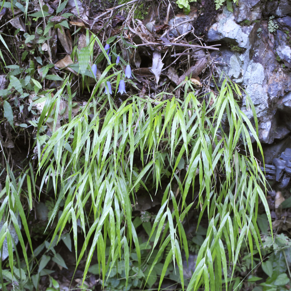 箱根草 箱根草