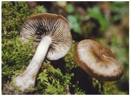 褐寓褶傘菇 褐寓褶傘菇