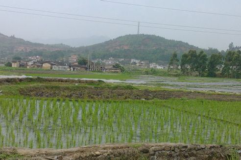 坑頭(廣東省梅州市蕉嶺縣文福鎮坑頭) 坑頭(廣東省梅州市蕉嶺縣文福鎮坑頭)