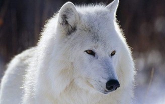 紐芬蘭白狼