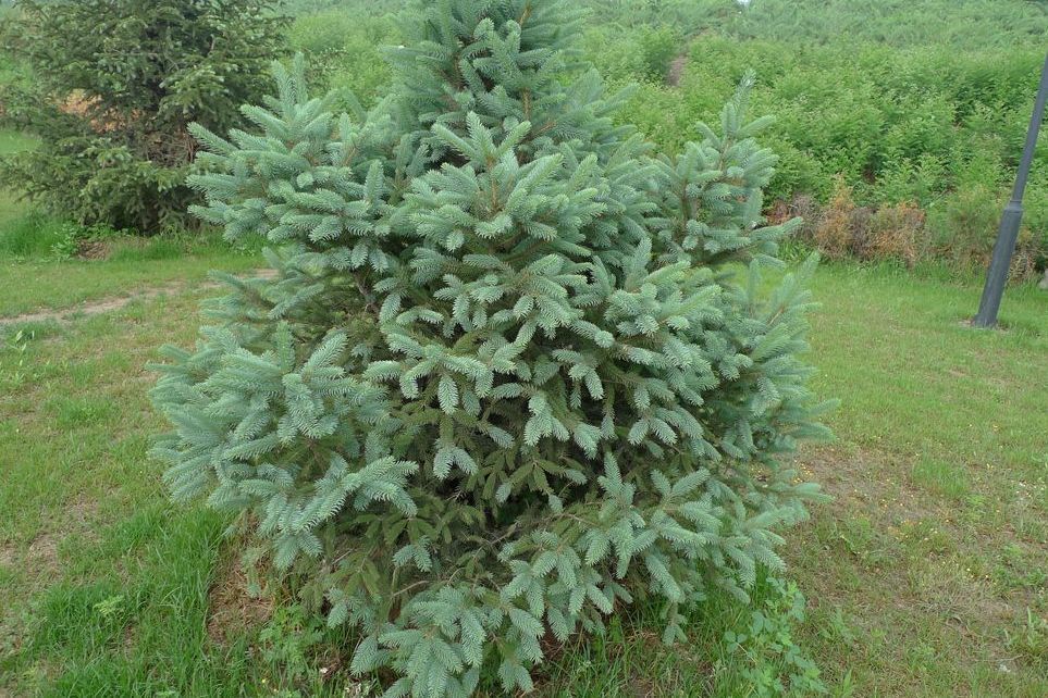 藍雲杉462號 藍雲杉462號
