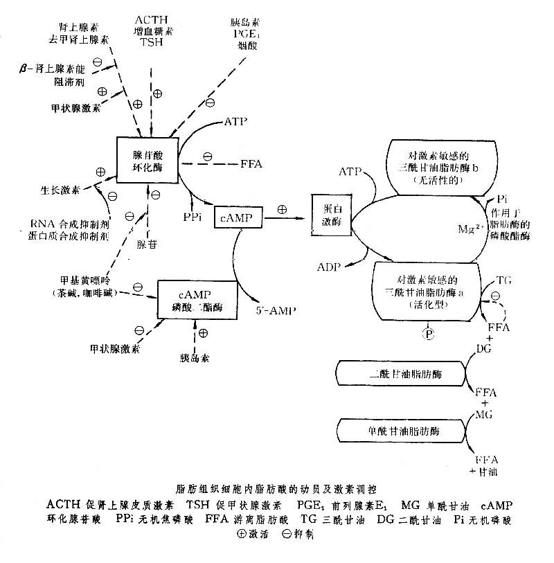 脂肪代謝