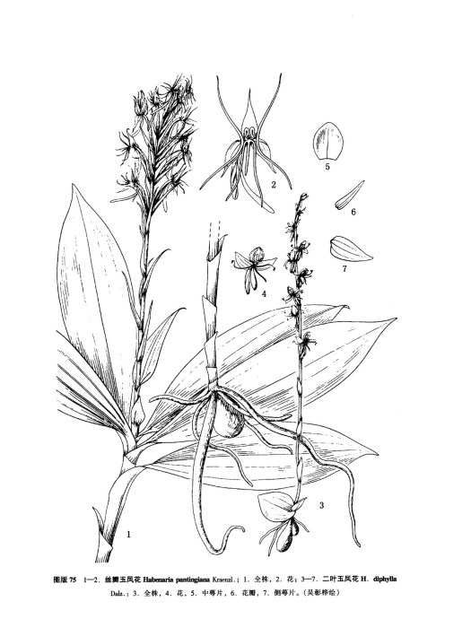 絲瓣玉鳳花(冠毛玉鳳蘭) 絲瓣玉鳳花(冠毛玉鳳蘭)