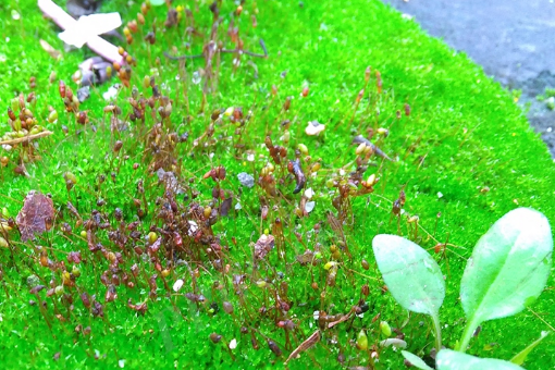 扭葉蘚 扭葉蘚