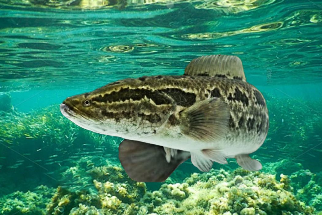 三角生魚