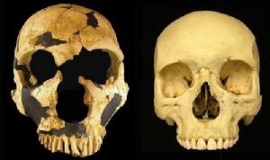 早期智人與現代人頭骨對比