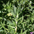 新疆柳葉菜 新疆柳葉菜
