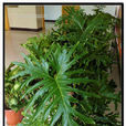 箭葉喜林芋 箭葉喜林芋