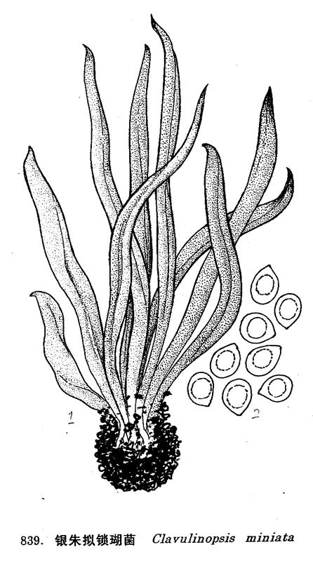 銀硃擬鎖瑚菌