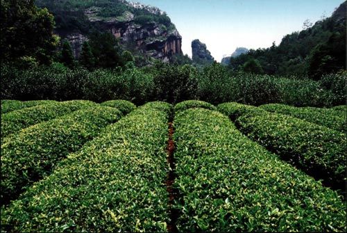周茶