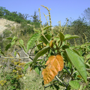 Croton xalapensis