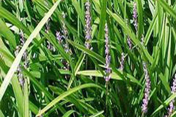 Liriope spicata