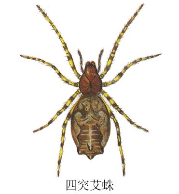 四突艾蛛 四突艾蛛