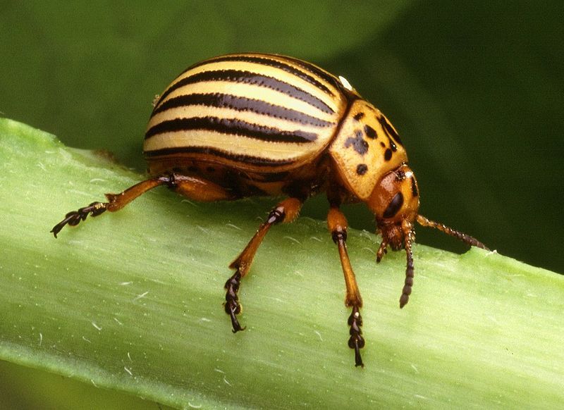 齒楔鐵甲 齒楔鐵甲