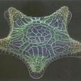 硅藻(diatom)