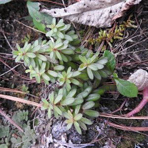 Peperomia leptophylla